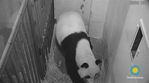 National Zoo Panda Update Mom Mei Xiang Leaves Cub On Its Own For The
