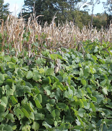Kudzu Weed Identification Guide For Ontario Crops Ontarioca