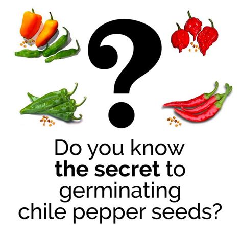 Do You Know The Secret To Germinating Chile Pepper Seeds Read Our Tips Sandiaseed