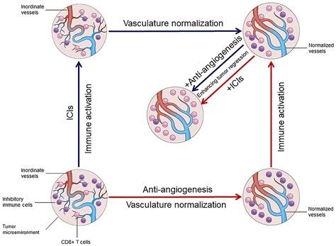 Frontiers Anti Angiogenic Agents In Combination With Immune