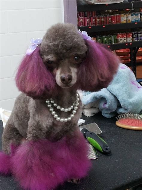 Purple Princess Poodle Hair Animal Antics Dog Grooming