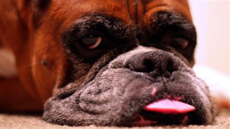 Boxer Dogs Dog Breed Information Personality Pictures