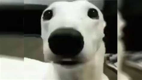 Shivering Dog Chattering Teeth Video Gallery Know Your Meme