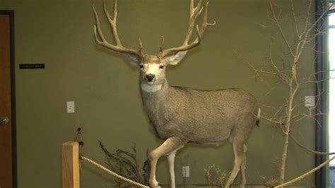 Bluetongue Outbreak In Northern Idaho Whitetail Deer