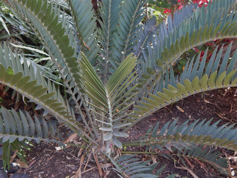 Encephalartos longifolius leaves | Plant leaves, Leaves, Palm