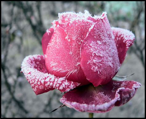 Rose Frozen Rose Beautiful Roses