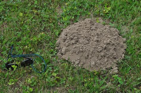 Dirt Mounds In My Yard In The Ask A Question Forum