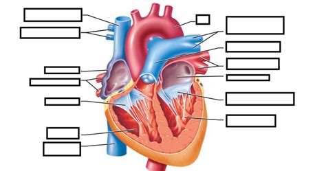 Anatomy Of The Heart Clickable Quiz By Jaforeman03