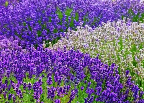 How To Grow Lavender Plants In Your Garden Or In Containers