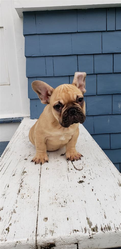 French bulldog information, how long do they live, height and weight, do they shed, personality the french bulldog is a small sized domestic breed that was an outcome of crossing the ancestors of. French Bulldog Puppies For Sale | Stamford, CT #297215