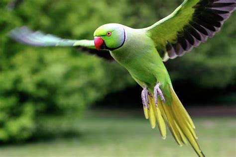 Rose Ringed Parakeet Photograph By Nicholas Blackwell Fine Art America