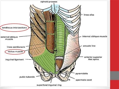 Arcuate Meaning