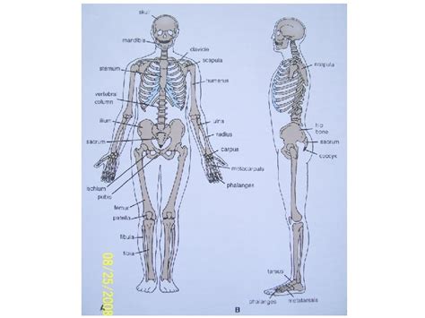 Lower Body Skeletal Anatomy Skeletal System Assignment Longrunreturns
