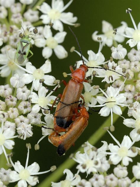 Rhagonycha Fulva Cantharidae Common Red Soldier Beetle Top Flickr