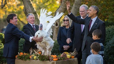 obama lets bad puns fly at turkey pardoning tinged with sadness the new york times