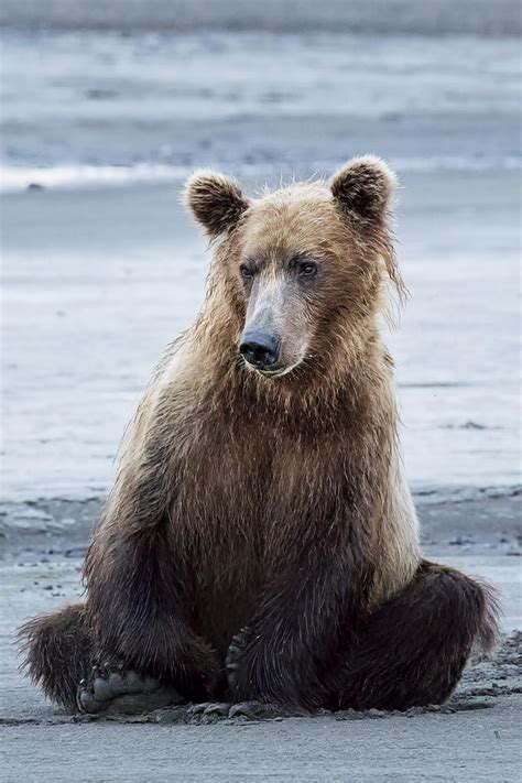 Sitting Brown Bear Photograph By Linda D Lester Fine Art America