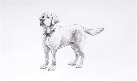 Realistic Dog Drawing Easy Goimages Your