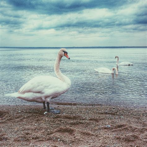 Free Images Sea Cloud Lake Fauna Swan Flamingo Vertebrate