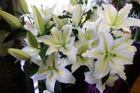 Bouquet Of White Lily Flowers Hd Wallpaper Wallpaper Flare