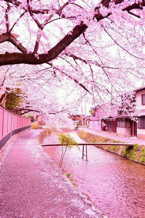 30 Stunning Cherry Blossom Photography Lava360