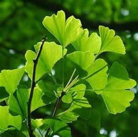 Maidenhair Tree Ginkgo Biloba Bai Guo Ye Permaculture Medicinal Herb