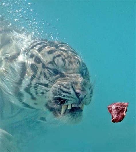 White Tiger Swimming Under Water Image Abyss