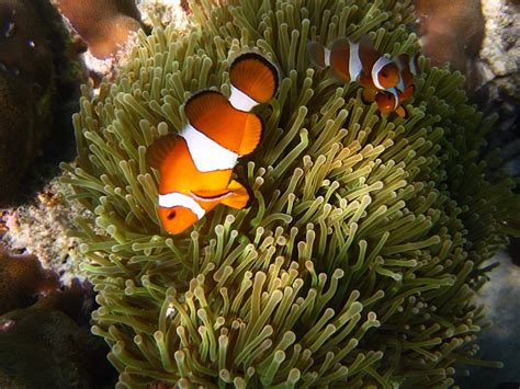 Colorful Clown Clown Fish Swim Among The Tentacles Of A