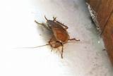 Cockroach Species Pictures
