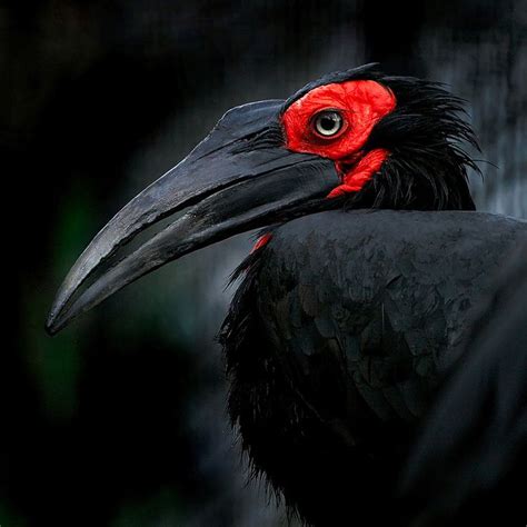 94 Best Large Bird Beak Images On Pinterest Beautiful Birds Colorful