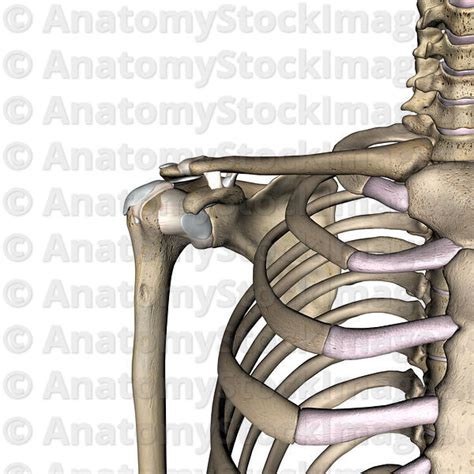 Anatomy Stock Images Shoulder Bursa Subacromialis Subcutenea