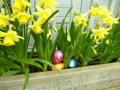 Colorful Foil Easter Eggs Nestled In Daffodils Creative Commons Stock Image