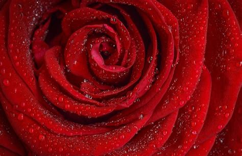 Rose Red Colour Images