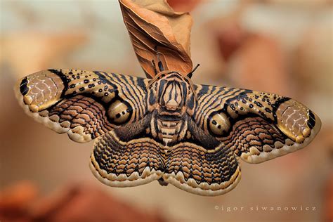 Stunning Before And After Photos Of Butterfly And Moth Transformations