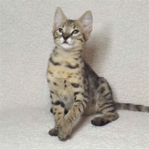 If you've been searching for cats or kittens for sale or adoption, there's a very good chance that you've stumbled across some reference to us. F2 Savannah Kittens Available in Ohio Savannah Cats Call ...