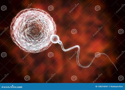 Fertilization Of Human Egg Cell By Spermatozoan Stock Illustration