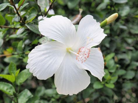 White Hibiscus Flower Blooming In The Gardenwhite Flower In The Stock