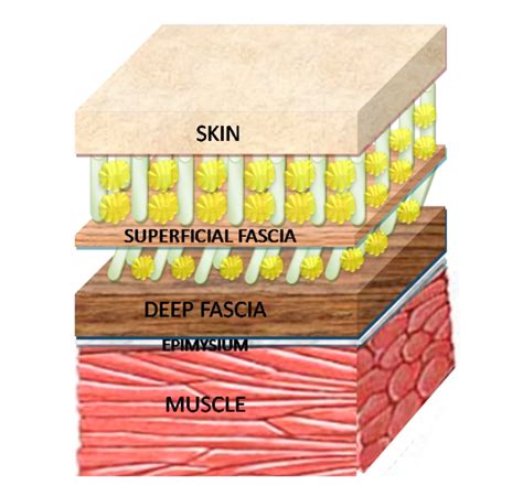 Focus On Fascia What The Heck Is It And What Is Its Role In