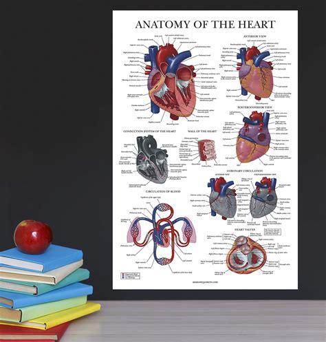 Heart Anatomy Poster Laminated Anatomical Chart Of The Human Heart