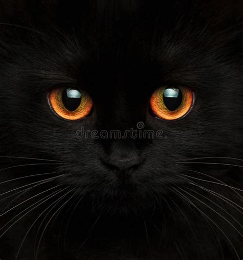 Cute Muzzle Of A Black Cat With Red Eyes Stock Photo Image Of Ghost