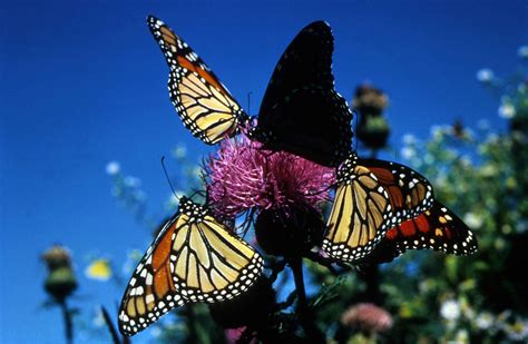 Filemonarch Butterflies Insects