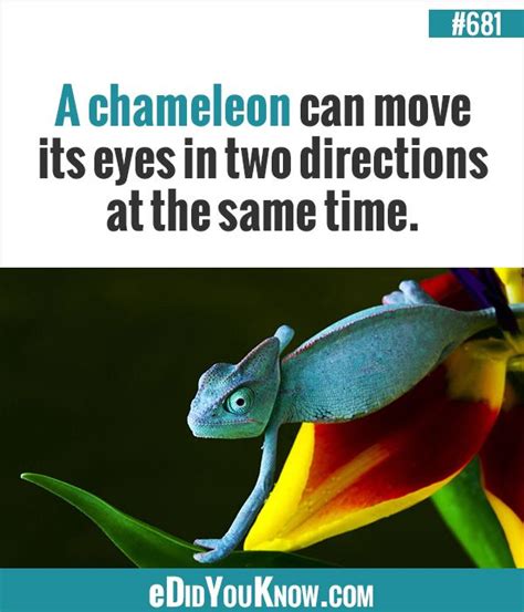 See the gallery for tag and special word chameleon. A chameleon can move its eyes in two directions at the ...