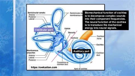 Peripheral Auditory Mechanisms