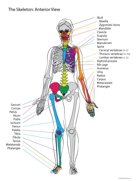 Paint Draw Paint With Ross Bowns Anatomy Basics Skeleton Anterior View