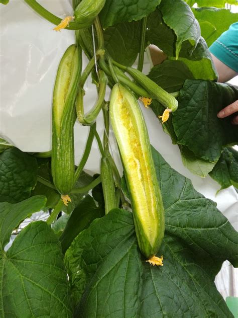 Cucumber Plants Have Short Internodes And Curly Leaves Cracked Fruits What Is The Reason