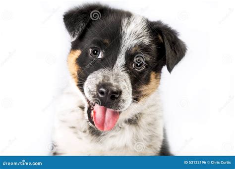 Cute Texas Heeler Puppy Stock Photo Image Of Australian 53122196