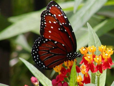 Most Beautiful Butterfly Wallpapers