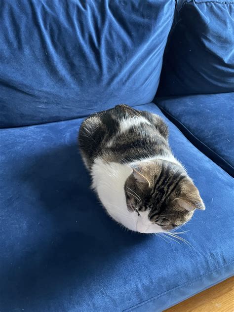 Cat Loaf Rcatpics