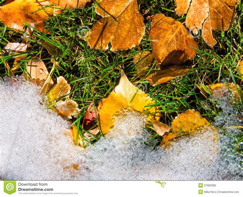 Fall Leaves Meet Winter Snow Stock Photo Image Of Pink
