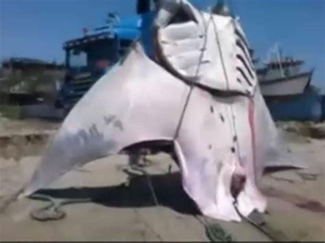Massive 26ft Manta Ray Caught By Fishermen Off The Coast Of Peru The