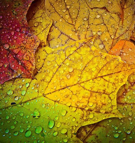 Autumn Leaves And Rain Colorful Foliage With Rain Drops Nature